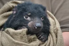 Evolution of two contagious cancers affecting Tasmanian devils underlines unpredictability of disease threat 3