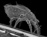 Evolution without sex: How mites have survived for millions of years