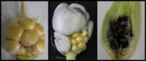 Evolutionary arms race between smut fungi and maize plants