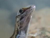 Evolutionary biologists discover mechanism that enables lizards to breathe underwater