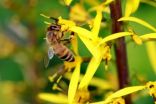 Evolutionary history of honeybees revealed by genomics 2