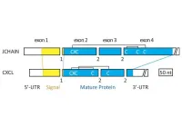 Evolutionary origin of mysterious immune system molecule in humans revealed