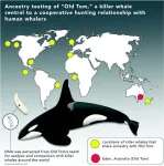 Evolutionary secrets of ‘Old Tom’ and the killer whales of Eden revealed by genetic study