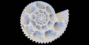 Evolving elegance: TU Dresden scientists connect beauty and safeguarding in ammonoid shells