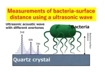 Examining the adhesion tendency of biofilm-forming bacteria on organic surfaces