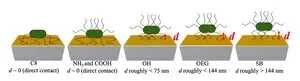 Examining the adhesion tendency of biofilm-forming bacteria on organic surfaces 3