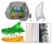 Exceptionally rapid tooth development and ontogenetic changes in the feeding apparatus of the Komodo dragon 2