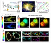 Excitation spectral microscopy integrates multi-target imaging and quantitative biosensing