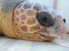 Exeter study reveals US turtles movements