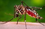 Experimental chikungunya vaccine induces robust antibody response