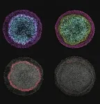 Experimental model gets cells to behave as they would in utero 2