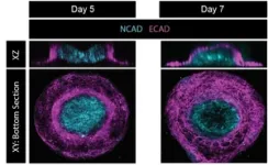 Experimental model gets cells to behave as they would in utero 3