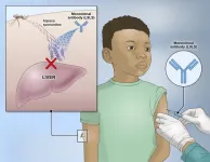 Experimental NIH malaria monoclonal antibody protective in Malian children