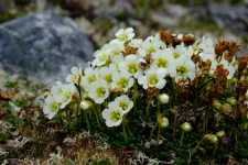 Exploring arctic plants and lichens: An important conservation baseline for Nunavut’s newest and largest territorial park