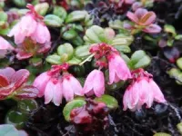 Exploring arctic plants and lichens: An important conservation baseline for Nunavut’s newest and largest territorial park 3