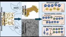 Exploring peptide clumping for improved drug and material solutions 2