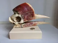 Exploring the casque anatomy of aerial jousting helmeted hornbills
