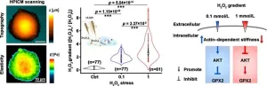 Exploring the effect of H2O2 eustress on individual cancer cells using hopping probe scanning ion conductance microscopy (HPICM)