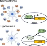 Exploring the effect of low sodium concentrations on brain microglial cells