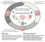 Exploring the effects of vascularization strategies on brain organoids 2