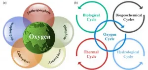 Exploring the evolution of Earths habitability regulated by oxygen cycle