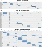 Exploring the genetic potential of eggplants wild relatives for sustainable agriculture