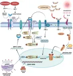 Exploring the impact of iron overload on mitochondrial DNA in β-thalassemia