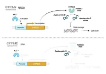 Exploring the role of cytochrome oxygenases in augmenting austocystin D-mediated cytotoxicity