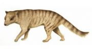 Extinct carnivorous marsupial may have hunted prey larger than itself