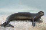 Extinct relative helps to reclassify the worlds remaining 2 species of monk seal