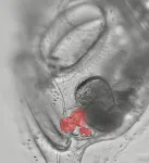 Extra fingers and hearts: pinpointing changes to our genetic instructions that disrupt development 2