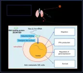 Extracellular mRNA transported to the nucleus shows translation-independent function