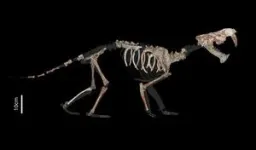 Extraordinary fossil find reveals details about the weight and diet of extinct saber-toothed marsupial 2