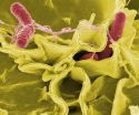 Extreme heat and precipitation are increasing Salmonella infections, UMD study shows