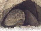 Extreme housework cuts the life span of female Komodo dragons