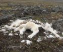 Extreme weather in the Arctic problematic for people, wildlife