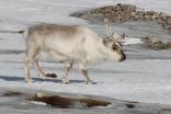 Extreme weather in the Arctic problematic for people, wildlife 2