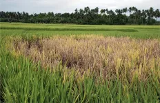 Eyes in the sky: using drones to assess the severity of crop diseases