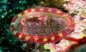 Eyes of rock let chitons see predators 