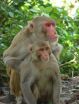 Face time with a female aids males bent on monkey business 