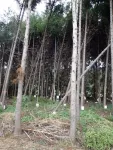 Facing the wind: How trees behave across various forest settings and weather events