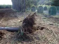 Facing the wind: How trees behave across various forest settings and weather events 2