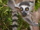 Factors behind past lemur species extinctions put surviving species in ecological retreat