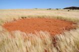 Fairy circles apparently not created by termites after all 2