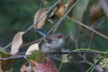 Fairy-wren babies need password for food