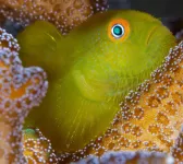 Family ties explain mysterious social life of coral gobies