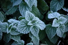 Farewell frost! New surface prevents frost without heat