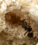 Farmer ants’ wearable bacteria