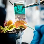 Fast electrical signals mapped in plants with new bioelectronic technology 2