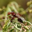 Fast-evolving genes control developmental differences in social insects